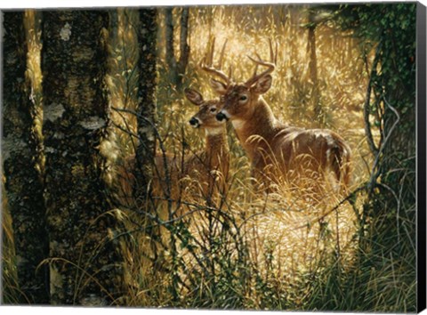 Framed Whitetail Deer - A Golden Moment - Horizontal Print