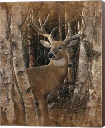 Framed Whitetail Deer - Birchwood Buck Print