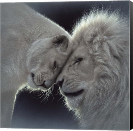 Framed White Lion Love Print