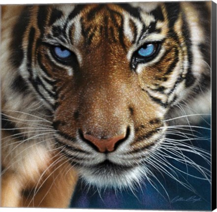 Framed Tiger - Blue Eyes Print