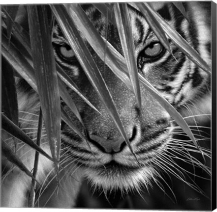 Framed Tiger - Blue Eyes Bamboo - B&amp;W Print