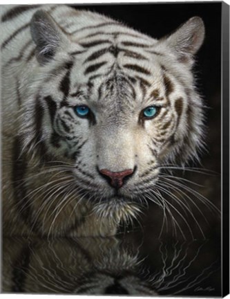 Framed White Tiger - Into the Light Print