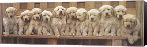 Framed Puppy Squeeze Print