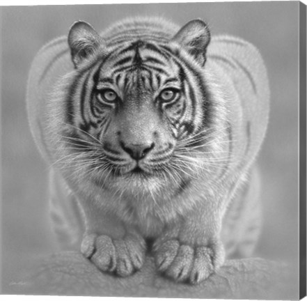 Framed White Tiger - Wild Intentions - B&amp;W Print