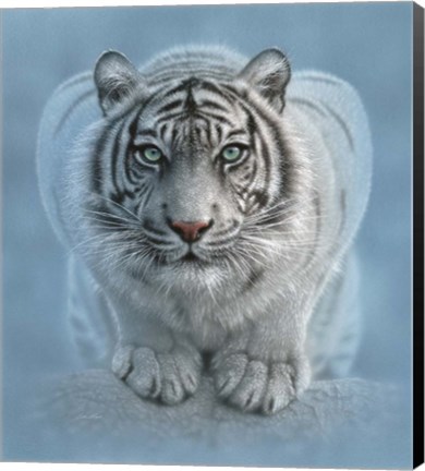 Framed White Tiger - Wild Intentions Print