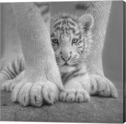 Framed White Tiger Cub - Sheltered - B&amp;W Print