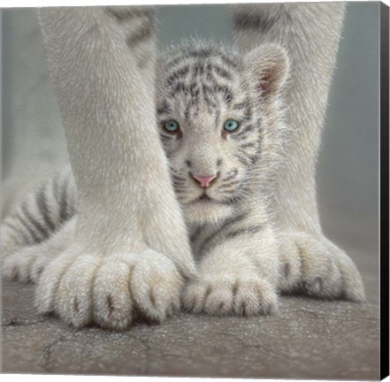 Framed White Tiger Cub - Sheltered Print