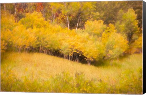 Framed Fall Thicket Print