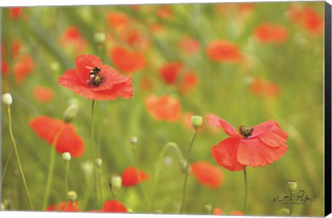 Framed Filed of Poppies Print