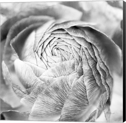 Framed Ranunculus Abstract II BW Light Print