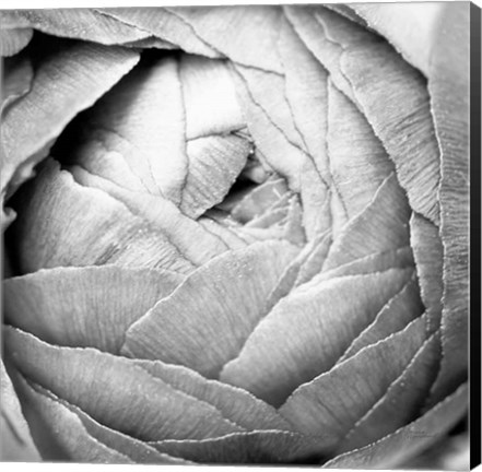 Framed Ranunculus Abstract III BW Light Print