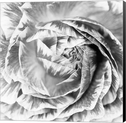 Framed Ranunculus Abstract IV BW Light Print