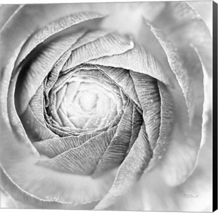 Framed Ranunculus Abstract I BW Light Print