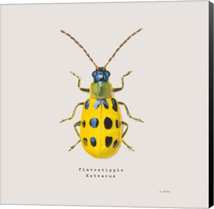 Framed Adorning Coleoptera VII Sq Golden Print