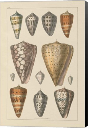 Framed Shell Assorment II Print