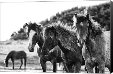 Framed Horses Three Print