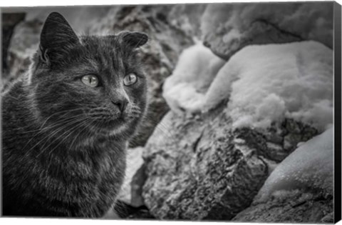 Framed Cat and the Snow Print