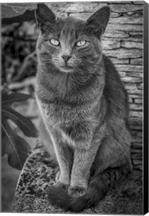 Framed Cat Sitting on Rock Print