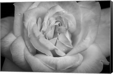 Framed Monochrome Flower 03 Print