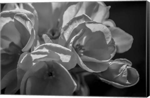 Framed Monochrome Flower 05 Print