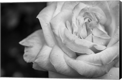 Framed Monochrome Flower 26 Print