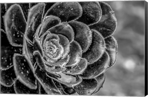 Framed Monochrome Flower 27 Print