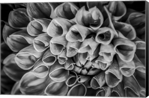 Framed Monochrome Flower 33 Print