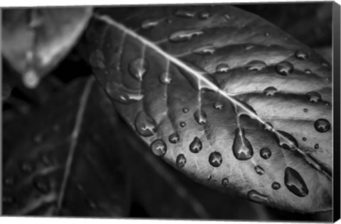 Framed Monochrome Flower 38 Print