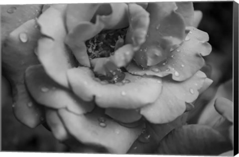 Framed Monochrome Flower 53 Print