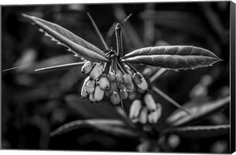 Framed Monochrome Flower 55 Print
