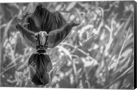 Framed Monochrome Flower 56 Print