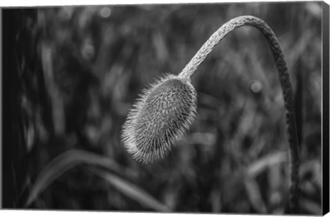 Framed Monochrome Flower 57 Print