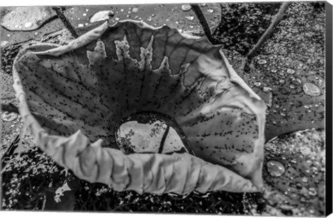 Framed Monochrome Flower 63 Print