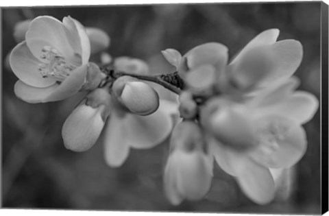 Framed Monochrome Flower 66 Print
