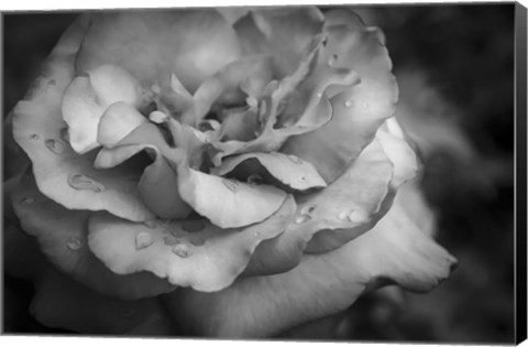 Framed Monochrome Flower 67 Print