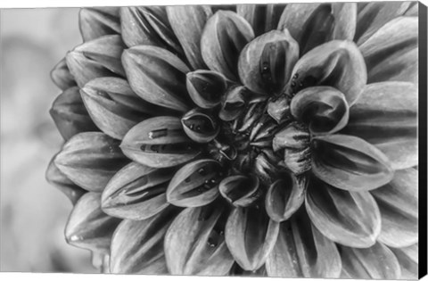 Framed Monochrome Flower 70 Print