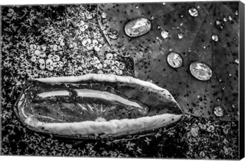 Framed Monochrome Flower 73 Print