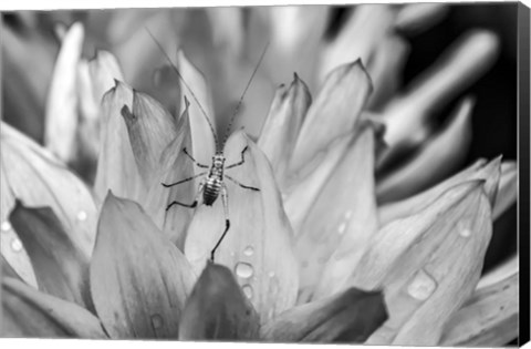 Framed Monochrome Flower 76 Print