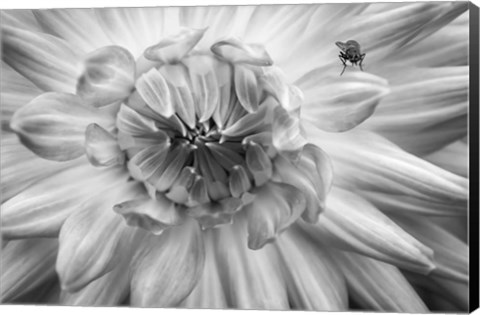 Framed Monochrome Flower 78 Print