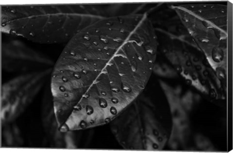 Framed Monochrome Flower 79 Print