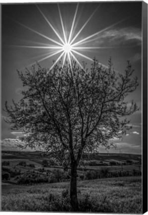 Framed Rays of Sun over Foliage Print