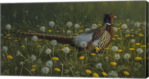 Framed Dandy Rooster - Formosan Ring-necked Pheasant Print