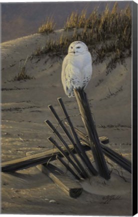 Framed Dune Watcher - Snowy Owl Print