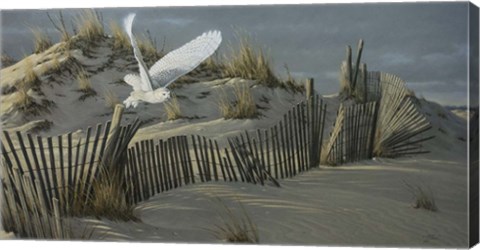 Framed Launch - Snowy Owl Print