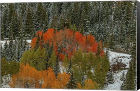 Framed Circle Of Color Print