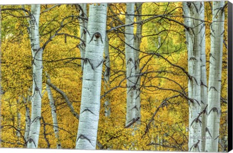 Framed Chaotic Beauty Print