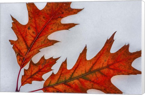 Framed Fragile Transformation Print