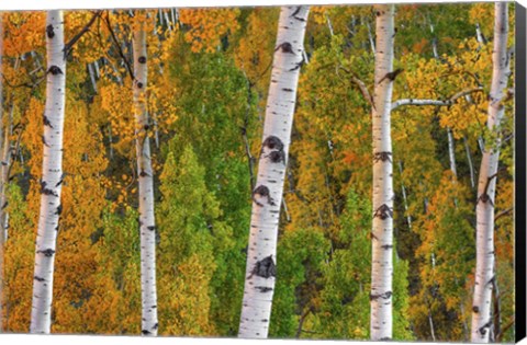 Framed Lines Of Grace Print