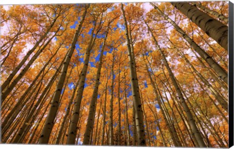 Framed Orange Grove Print