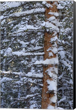 Framed Out On A Limb Print